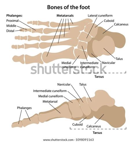 foothbhb|Foot (Anatomy): Bones, Ligaments, Muscles, Tendons, Arches .